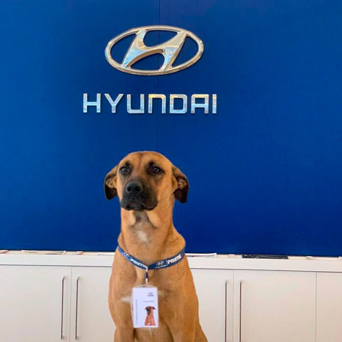 perro-hyundai.jpg